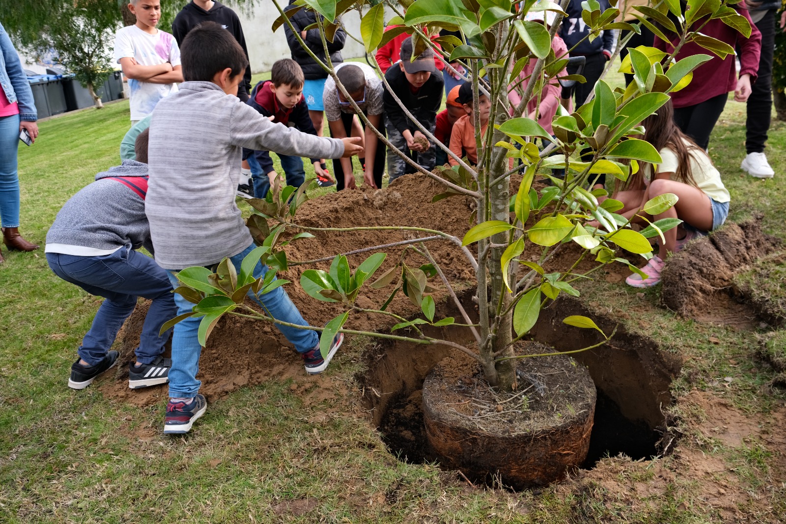 Magnolia being planted